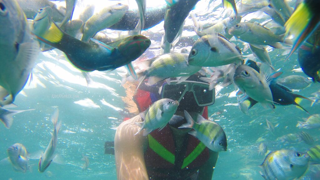snorkeling in 3 khai islands phuket thailand