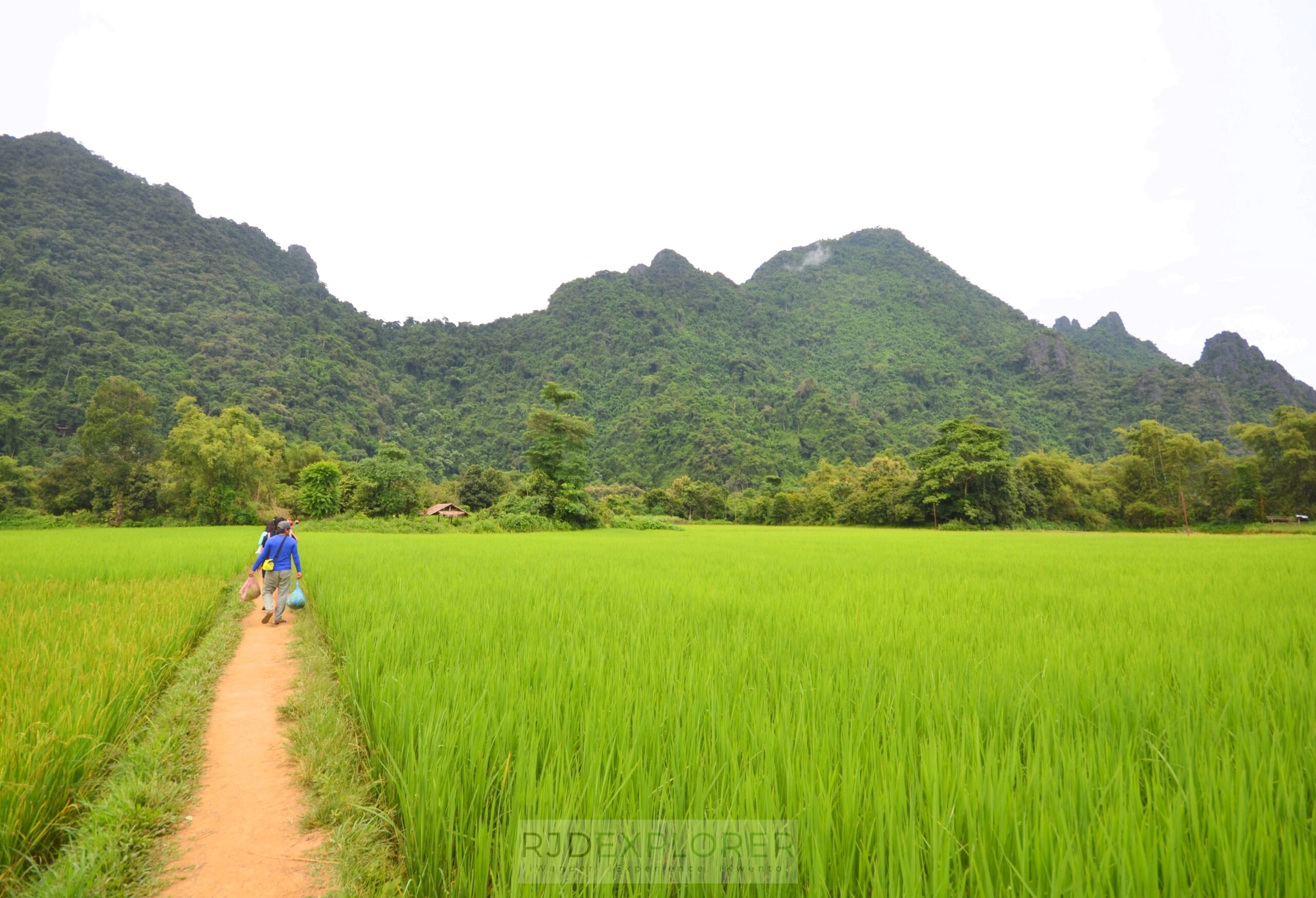 laos itinerary diy vang vieng rice fields and karst mountains