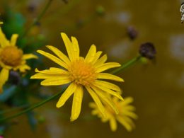 Flower Photography