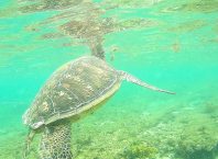 Apo Island Negros