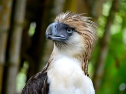 Philippine Eagle