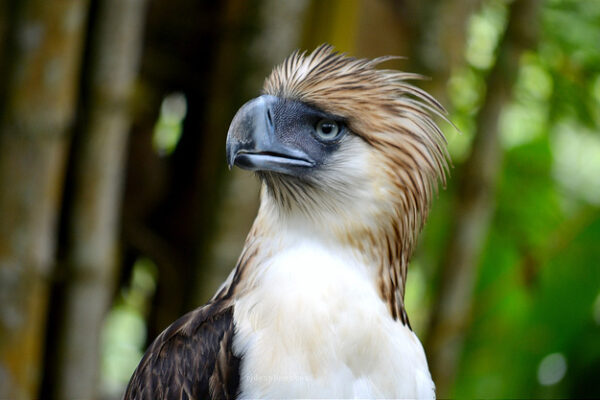 Philippine Eagle