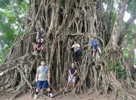 Balete Tree baler