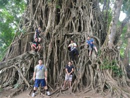 Balete Tree baler