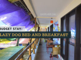 lazy dog bed and breakfast