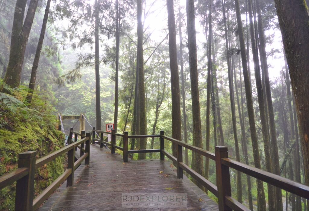 alishan forest taiwan