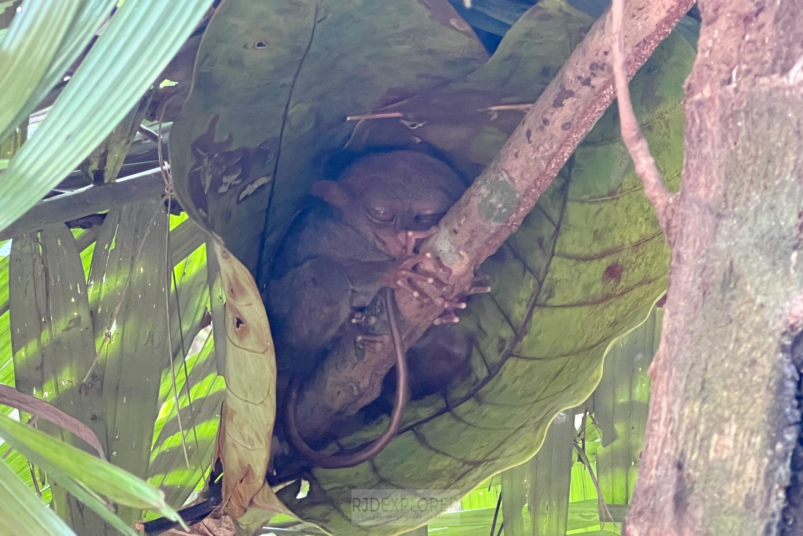 bohol tarsier conversation area bohol countryside tour