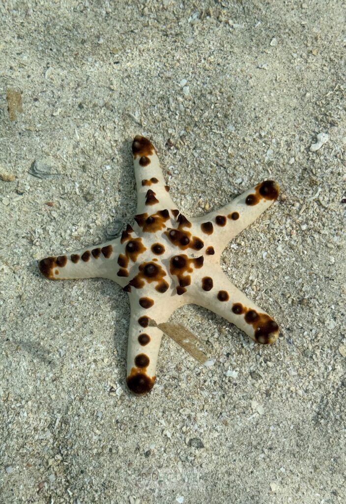 starfish island port barton
