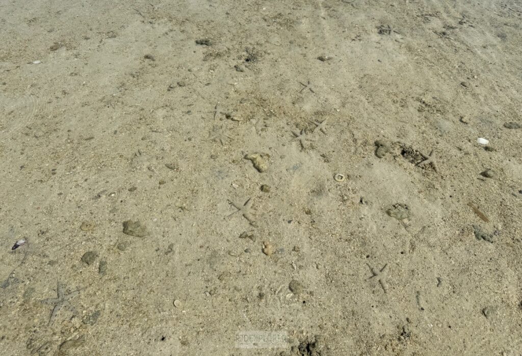starfish island port barton island hopping