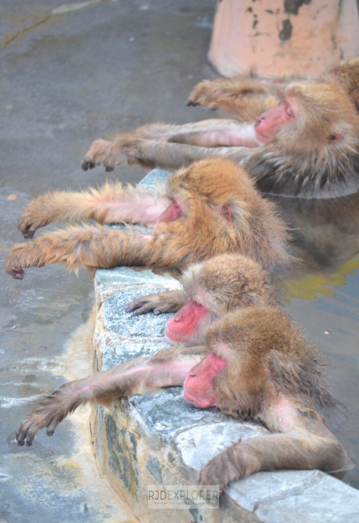 snow monkeys Hakodate Tropical Botanical Garden hokkaido japan